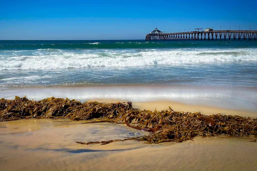 கடலில் கவிழ்ந்த சிறிய படகு: சட்டவிரோத நுழைவு முயற்சியின் போது 4 பேர் பலி