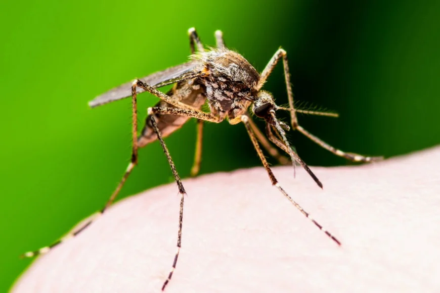 வாரத்திற்கு 190 மில்லியன் கொசுக்களை உருவாக்கும் தொழிற்சாலை — ஏன் தெரியுமா?