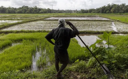 நெற்பயிர்கள் நாசம் – சம்பா, கீரி சம்பா அரிசிக்கு தட்டுப்பாடு ஏற்படும் அபாயம்