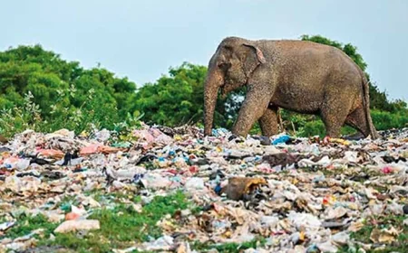 சுற்றுச்சூழல் சட்டத்தை மீறுபவர்களுக்கு எதிராக கடுமையான நடவடிக்கை