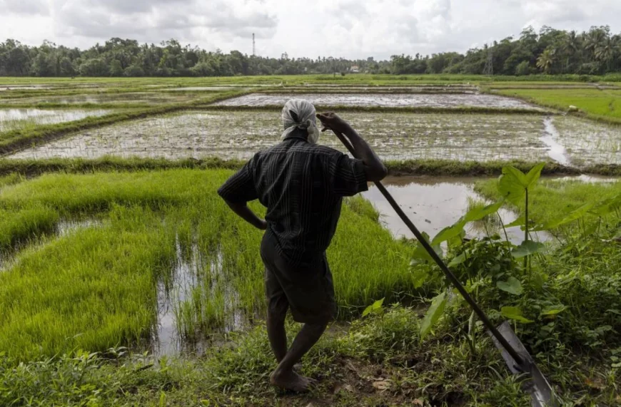 நெற்பயிர்கள் நாசம் – சம்பா, கீரி சம்பா அரிசிக்கு தட்டுப்பாடு ஏற்படும் அபாயம்