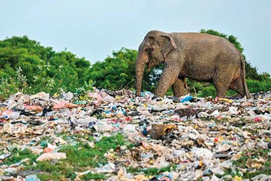 சுற்றுச்சூழல் சட்டத்தை மீறுபவர்களுக்கு எதிராக கடுமையான நடவடிக்கை