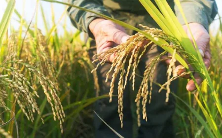 நெல் கொள்வனவுக்கான குறைந்தபட்ச விலைகள் அறிவிப்பு – நெல் சந்தைப்படுத்தல் சபை