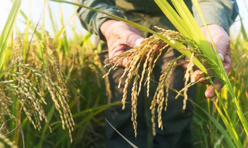 நெல் கொள்வனவுக்கான குறைந்தபட்ச விலைகள் அறிவிப்பு – நெல் சந்தைப்படுத்தல் சபை