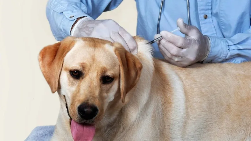 இலங்கையில் 2025 இல் நீர்வெறுப்பு நோயினால் 14 மரணங்கள் பதிவு: சுகாதார அமைச்சு தகவல்