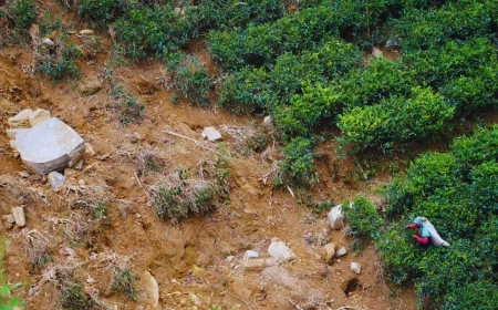 மலையக மக்களின் காணி உரிமையை உறுதிப்படுத்தும் 'அரசாங்கத்தின் வாக்குறுதிக்கு' என்ன நடந்தது?