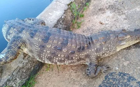 யாழில் நடுவீதியில் உயிரிழந்த நிலையில் மீட்கப்பட்ட முதலை