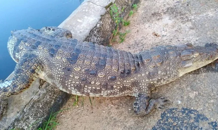 யாழில் நடுவீதியில் உயிரிழந்த நிலையில் மீட்கப்பட்ட முதலை