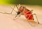 Schools Identified as Major Dengue Breeding Grounds, Says Health Minister