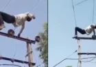 போதை தலைக்கேறி உயர்அழுத்த மின்கம்பியில் ஏறி படுத்த வாலிபர்; அதிர்ச்சியில் உறைந்த பொதுமக்கள்