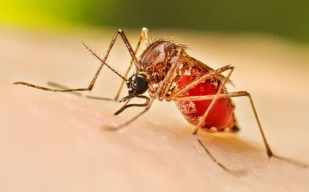 Schools Identified as Major Dengue Breeding Grounds, Says Health Minister