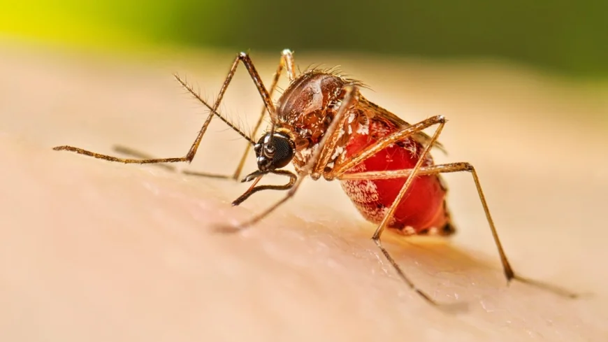 Schools Identified as Major Dengue Breeding Grounds, Says Health Minister