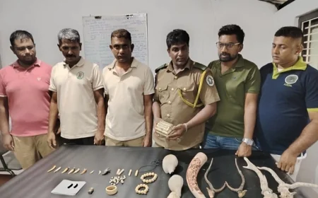 சிறுத்தைப் பற்கள், தோல் , மான் கொம்பு என சட்டவிரோதமாக சேகரிக்கப்பட்ட வனவிலங்குப் பொருட்கள்: மூவர் கைது