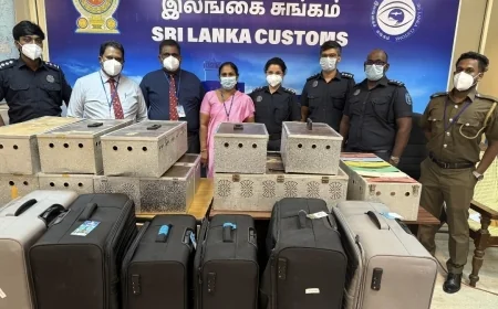 கட்டுநாயக்க விமான நிலையத்தில் 64 புறாக்கள் கடத்தல்: சகோதரர்களுக்கு ரூ. 5 லட்சம் அபராதம்!