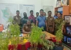 இடியப்ப விற்பனை போர்வையில் வீட்டு மொட்டை மாடியில்  கஞ்சா தோட்டம் - வியாபாரி கைது