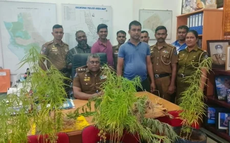 இடியப்ப விற்பனை போர்வையில் வீட்டு மொட்டை மாடியில்  கஞ்சா தோட்டம் - வியாபாரி கைது