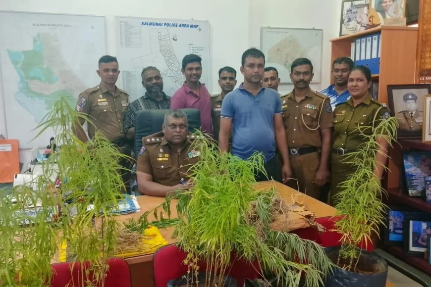 இடியப்ப விற்பனை போர்வையில் வீட்டு மொட்டை மாடியில்  கஞ்சா தோட்டம் - வியாபாரி கைது