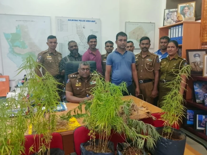 இடியப்ப விற்பனை போர்வையில் வீட்டு மொட்டை மாடியில்  கஞ்சா தோட்டம் - வியாபாரி கைது