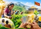 பெருந்தோட்டத் தொழிலாளர்களின் 20 ஆண்டு கால EPF/ETF நிலுவைத்தொகை: ரூ. 4,500 மில்லியனை வழங்க நடவடிக்கை