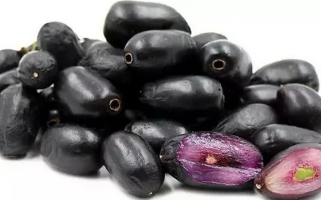 நிலத்தில் கிடந்த நாவல் பழத்தை சாப்பிட்ட சிறுவன் உயிரிழப்பு: பழந்தில் பாம்பு விஷம் பட்டதாக சந்தேகம்!