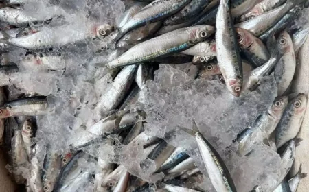 வெடிபொருட்களைப் பயன்படுத்தி பிடிக்கப்பட்ட 3,200 கிலோவுக்கும் அதிகமான மீன்கள் பறிமுதல்: பெண் கைது