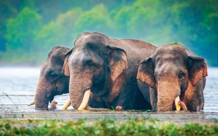 இலங்கையில் 30% காட்டு யானைகளுக்கு செவிப்புலன் பாதிப்பு! காரணம் தரமற்ற ‘அலி வெடி’ என அதிர்ச்சி தகவல்!
