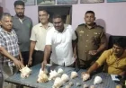கற்பிட்டியில் அரிய வகை சங்குகளுடன் சந்தேகநபர் ஒருவர் கைது
