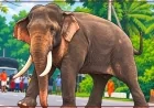 புகழ்பெற்ற தந்தம் கொண்ட யானை 'கவந்திஸ்ஸ' இறந்து இலங்கையை துயரத்தில் ஆழ்த்தியது