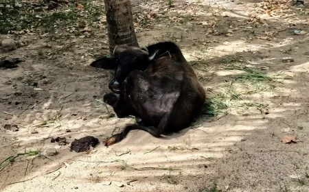 எருமை மாடுகள் திருட்டு: இருவருக்கு 19ஆம் திகதி வரை விளக்கமறியல்