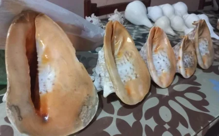 ரூ.15 இலட்சம் பெறுமதியான சங்குகளை விற்பனை செய்ய முயன்ற நபர் கைது
