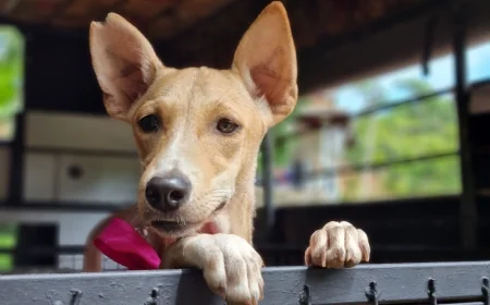 நாய்களைப் பதிவு செய்யத் தவறினால் அபராதம் அதிகரிக்குமா? சட்டத்தில் வரப்போகும் முக்கிய மாற்றங்கள்!