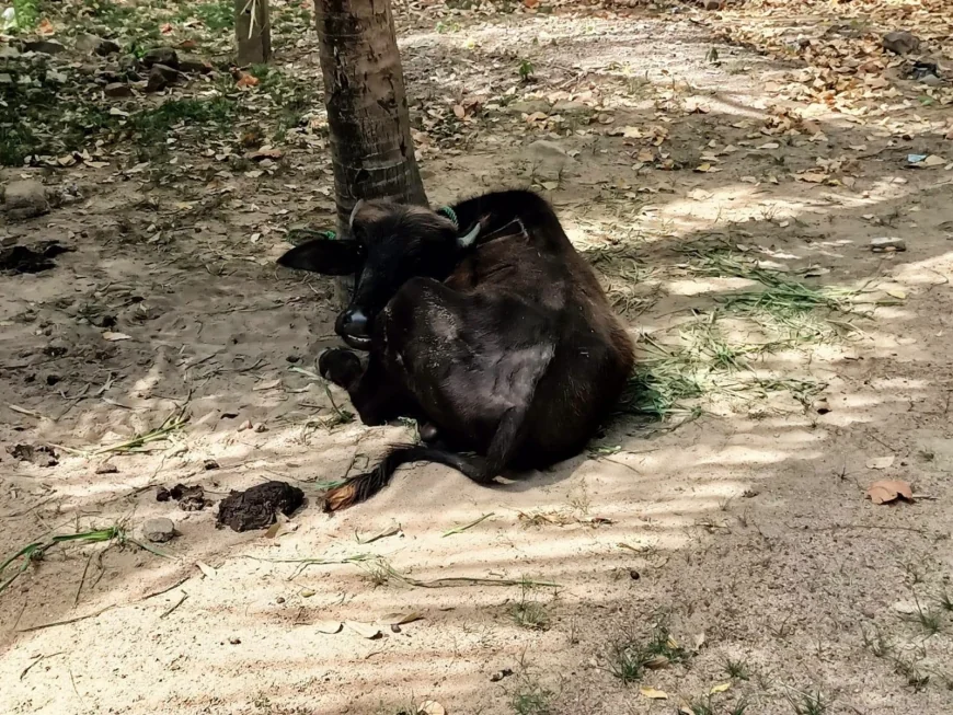 எருமை மாடுகள் திருட்டு: இருவருக்கு 19ஆம் திகதி வரை விளக்கமறியல்