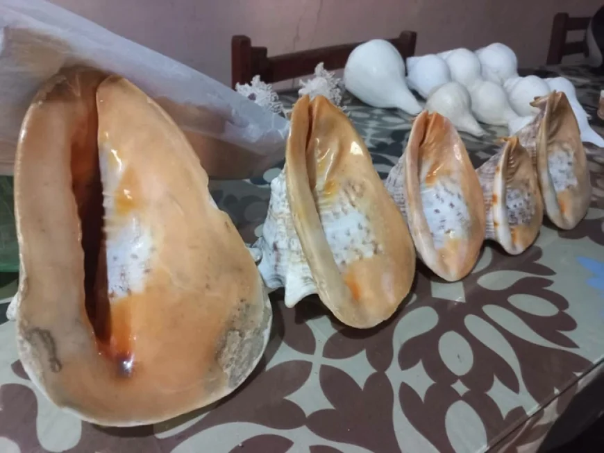 ரூ.15 இலட்சம் பெறுமதியான சங்குகளை விற்பனை செய்ய முயன்ற நபர் கைது