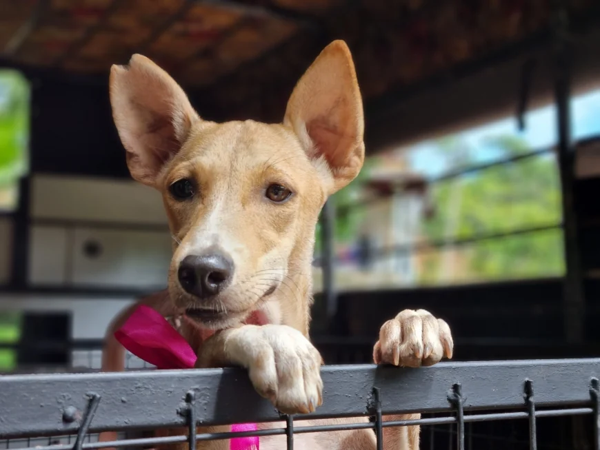 நாய்களைப் பதிவு செய்யத் தவறினால் அபராதம் அதிகரிக்குமா? சட்டத்தில் வரப்போகும் முக்கிய மாற்றங்கள்!